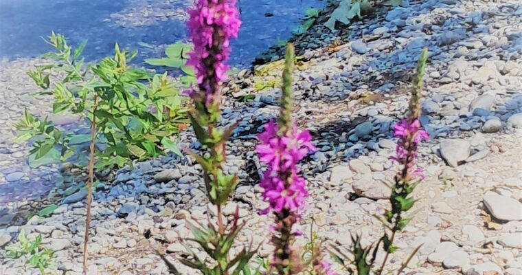 What is good for protecting and tanning the skin during the summer months?