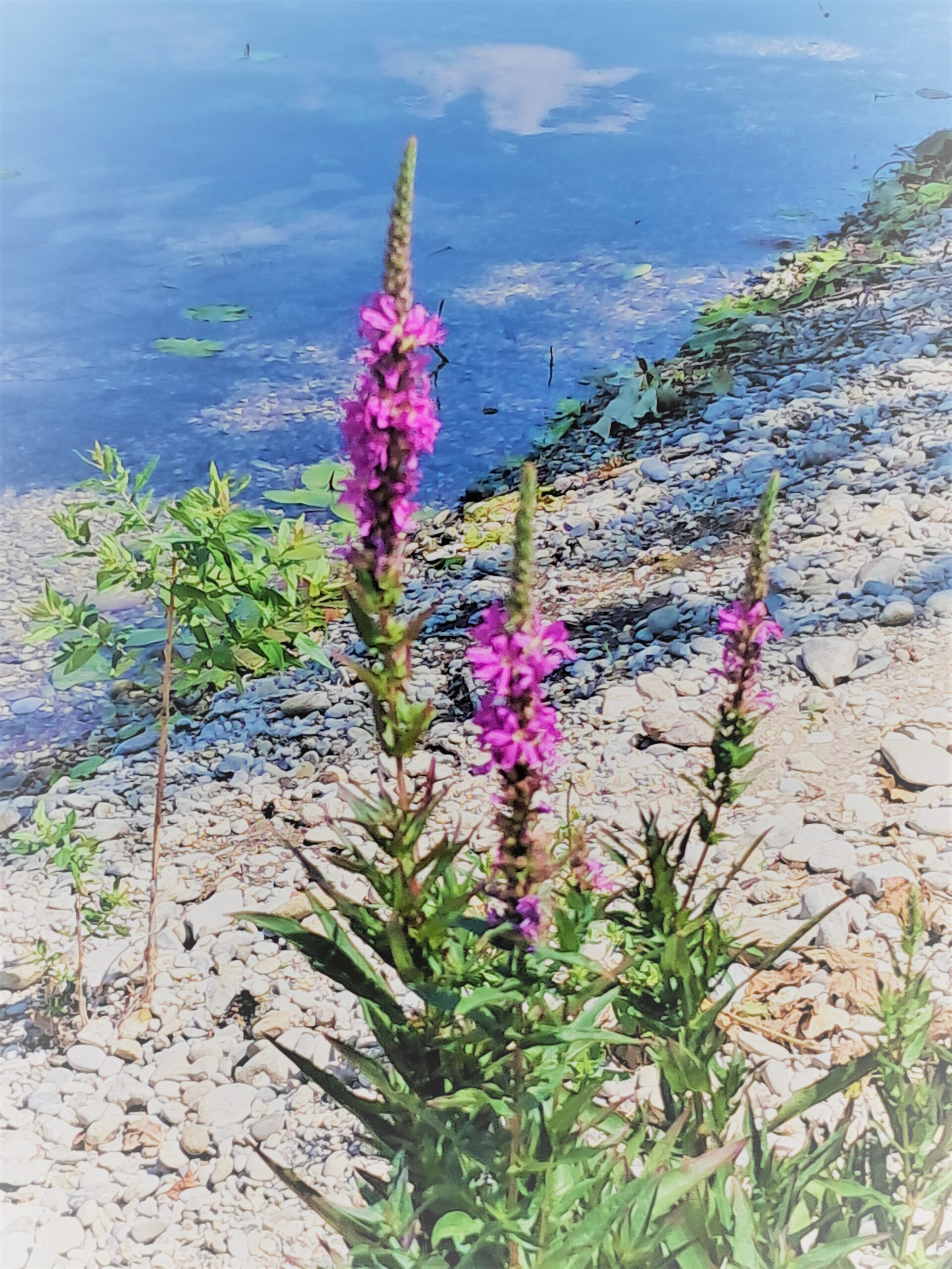 What is good for protecting and tanning the skin during the summer months?